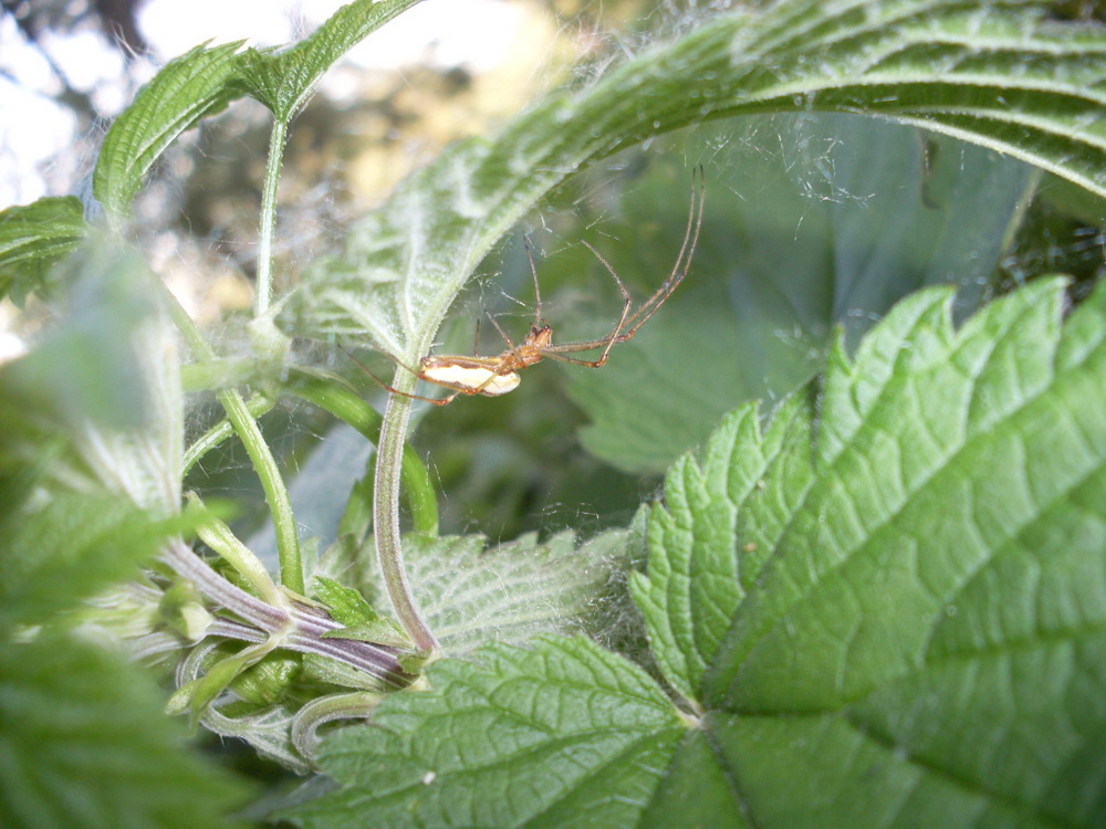 Pisaura sp. (Pisauridae) e Tetragnatha sp. (Tetragnathidae)